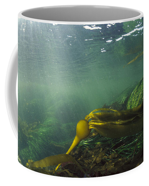 Feb0514 Coffee Mug featuring the photograph Bull Kelp Underwater Clayoquot Sound #2 by Flip Nicklin