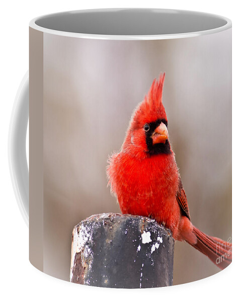 Wildlife Coffee Mug featuring the photograph Cardinal by Robert Frederick