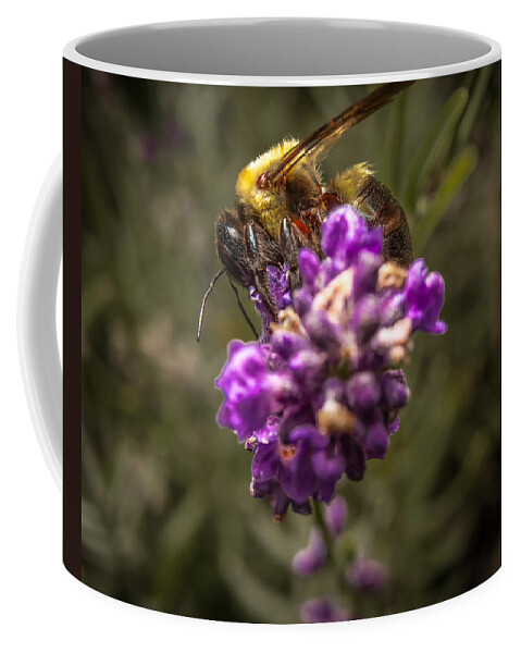 Flower Coffee Mug featuring the photograph Carpenter Bee on a Lavender Spike by Ron Pate