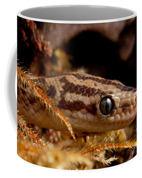 Animal Coffee Mug featuring the photograph Colombian Rainbow Boa Epicrates Maurus #2 by David Kenny
