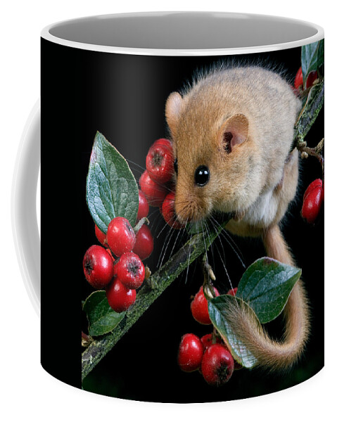 Adult Coffee Mug featuring the photograph Common Dormouse Muscardinus Avellanarius #2 by Gerard Lacz
