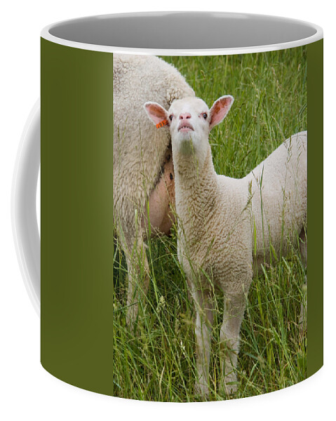 Agriculture Coffee Mug featuring the photograph Domestic Mixed-breed Dairy Sheep #2 by Bonnie Sue Rauch