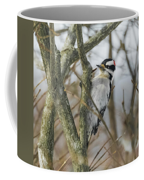 Woodpecker Coffee Mug featuring the photograph Downy Woodpecker by Holden The Moment
