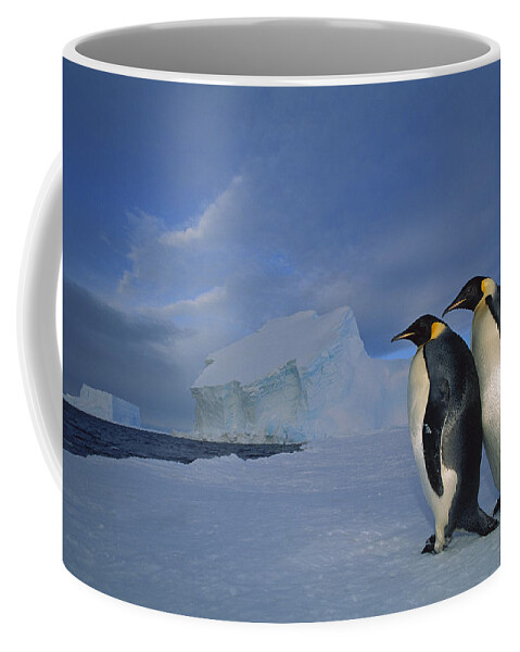 Feb0514 Coffee Mug featuring the photograph Emperor Penguins At Midnight Antarctica #2 by Tui De Roy