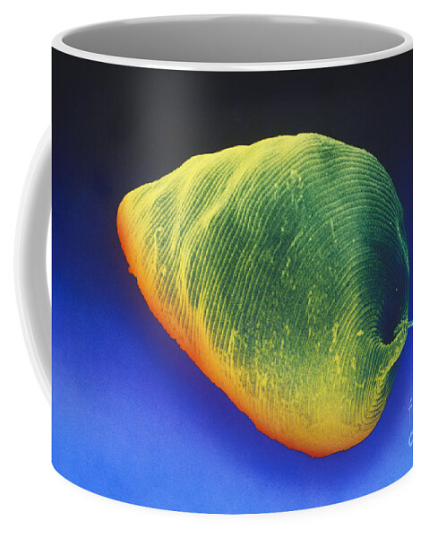 Science Coffee Mug featuring the photograph Euglena Sem #6 by David M Phillips