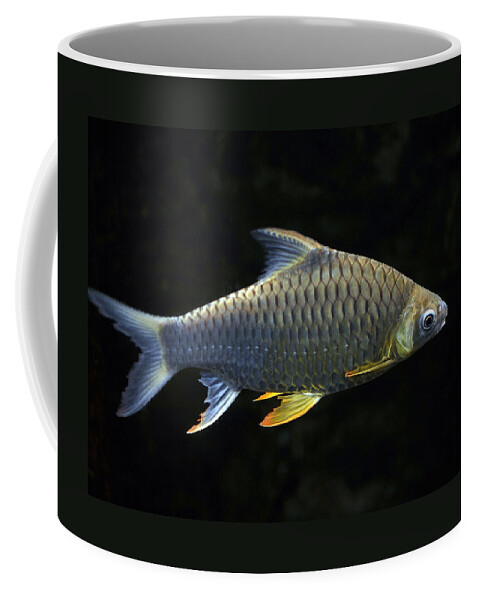 Digital Coffee Mug featuring the photograph Fish #1 by Dragan Kudjerski