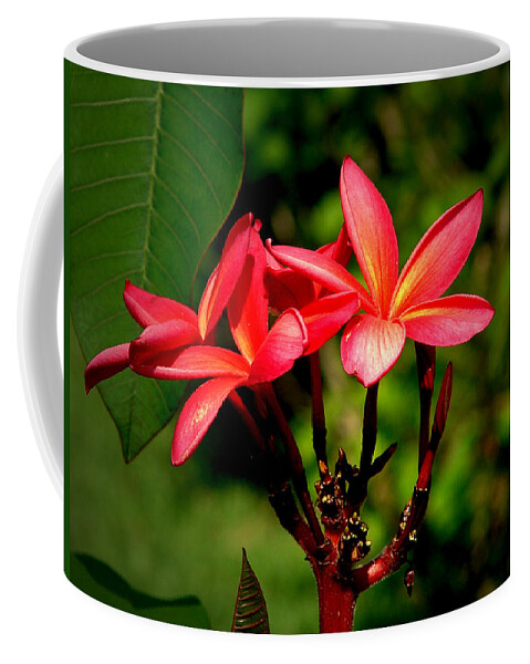 Frangipani Coffee Mug featuring the photograph Frangipani #2 by David Weeks