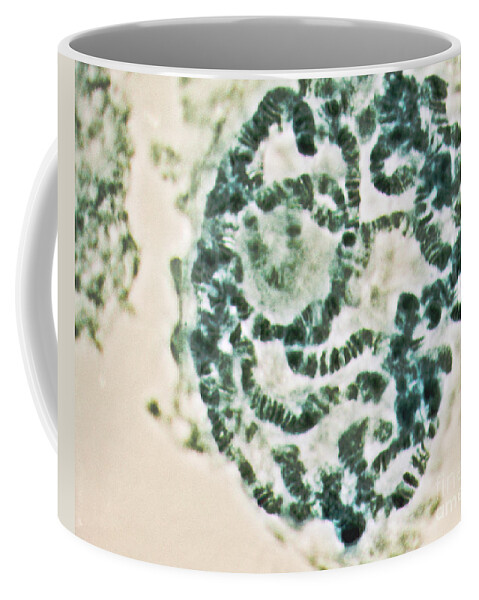 Dna Coffee Mug featuring the photograph Fruit Fly Chromosomes, Lm #2 by Biology Pics