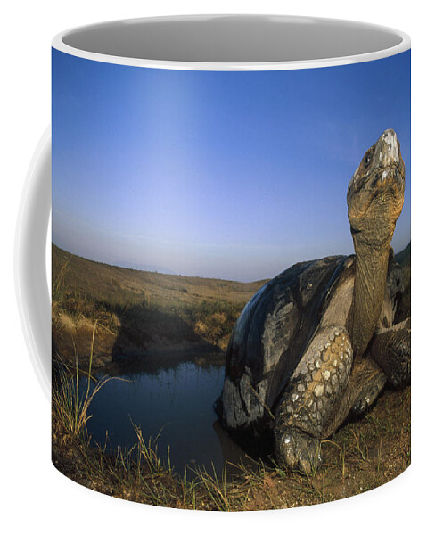 Feb0514 Coffee Mug featuring the photograph Galapagos Giant Tortoise Wallowing #2 by Tui De Roy