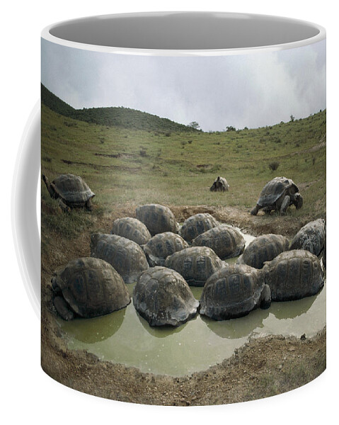 Feb0514 Coffee Mug featuring the photograph Galapagos Giant Tortoises Wallowing #2 by Tui De Roy