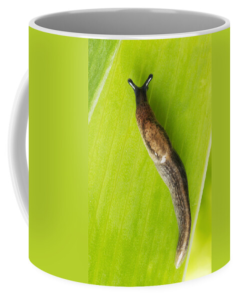 Garden Slug Coffee Mug featuring the photograph Garden Slug #2 by Jean-Michel Labat