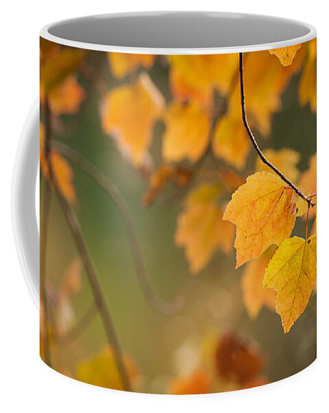 Autumn Coffee Mug featuring the photograph Golden Fall Leaves by Joye Ardyn Durham