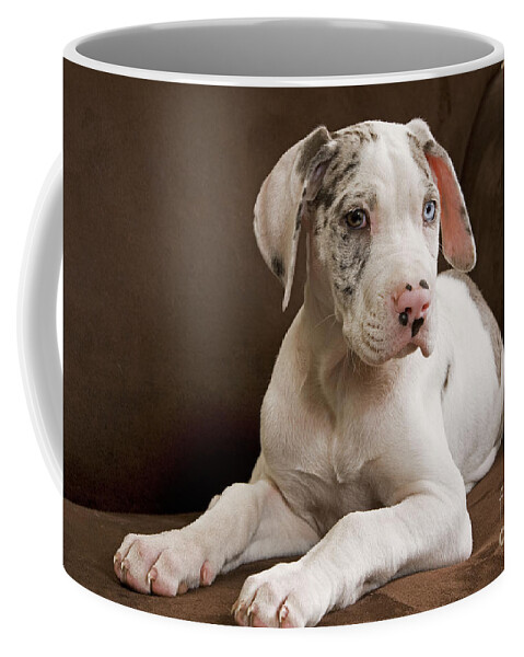 Dog Coffee Mug featuring the photograph Great Dane Puppy Dog #2 by Jean-Michel Labat