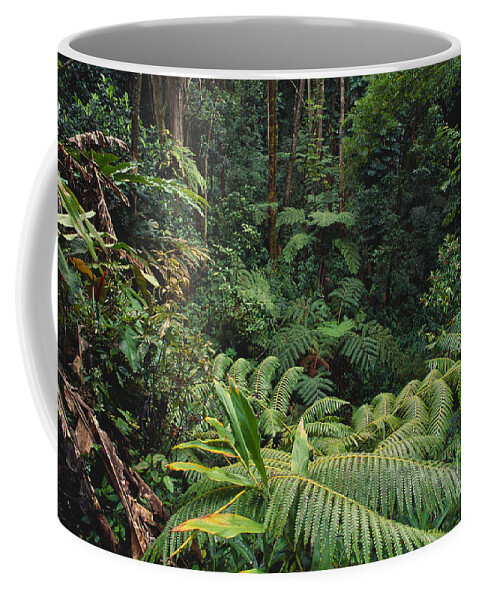 Outdoor Coffee Mug featuring the photograph Hawaiian Rainforest #2 by Art Wolfe