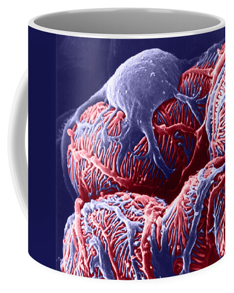System Coffee Mug featuring the photograph Kidney Glomerulus, Sem by Don W Fawcett
