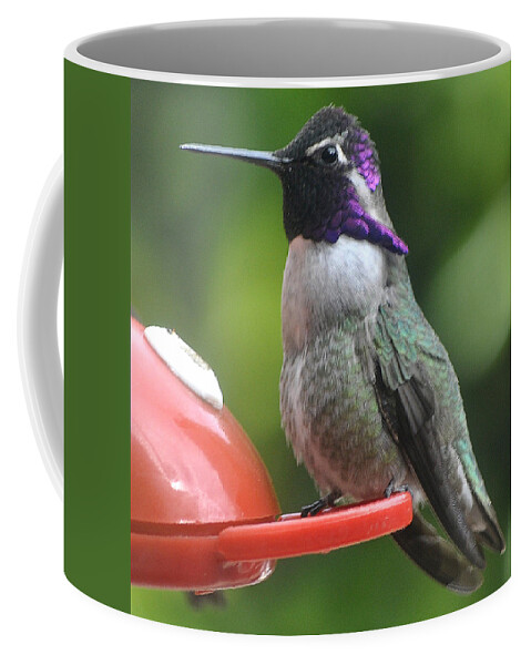 Hummingbirds Coffee Mug featuring the photograph Male Costa On Perch #2 by Jay Milo