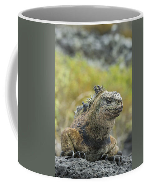 534128 Coffee Mug featuring the photograph Marine Iguana Santa Cruz Isl Galapagos #2 by Tui De Roy
