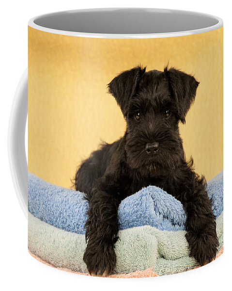Dog Coffee Mug featuring the photograph Miniature Schnauzer Puppy by John Daniels