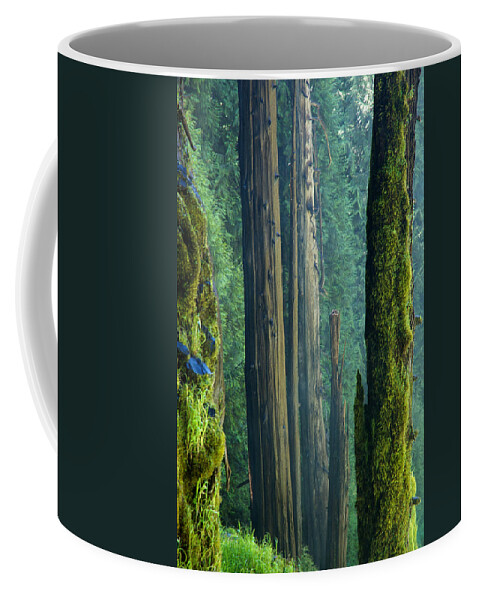 Landscapes Coffee Mug featuring the photograph Northwest Forest  by Mary Lee Dereske