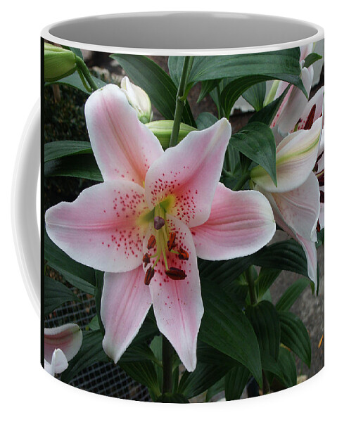 Anther Coffee Mug featuring the photograph Oriental Lily #2 by Bonnie Sue Rauch