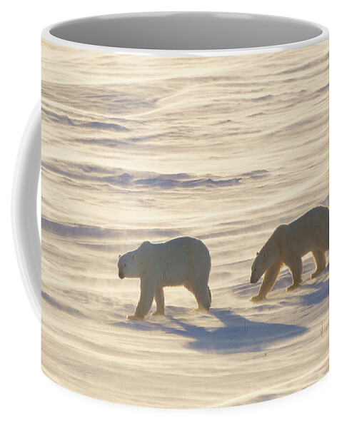 Photography Coffee Mug featuring the photograph Polar Bears Ursus Maritimus Walking #2 by Panoramic Images
