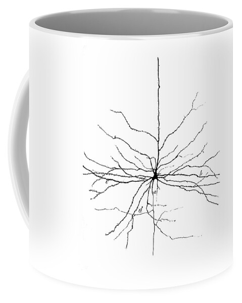 Pyramidal Cell Coffee Mug featuring the photograph Pyramidal Cell In Cerebral Cortex, Cajal #1 by Science Source