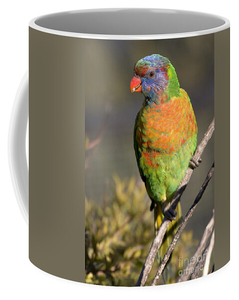 Lorikeets Coffee Mug featuring the photograph Rainbow lorikeet #2 by Steven Ralser