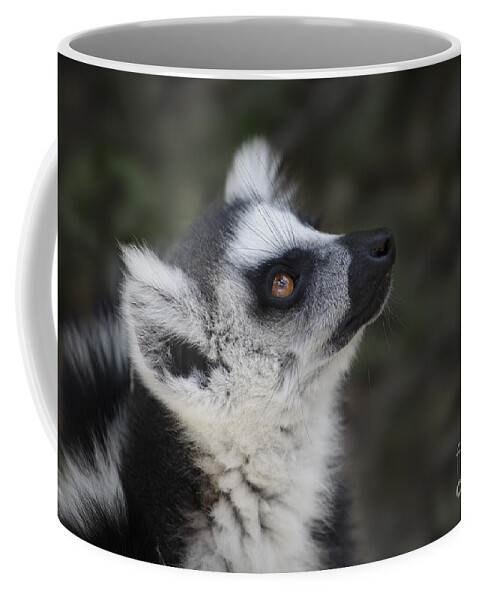 Ring-tailed Lemur Coffee Mug featuring the photograph Ring-tailed Lemur #4 by Liz Leyden
