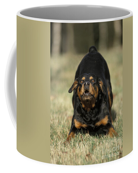 Rottweiler Coffee Mug featuring the photograph Rottweiler Dog #2 by Jean-Michel Labat