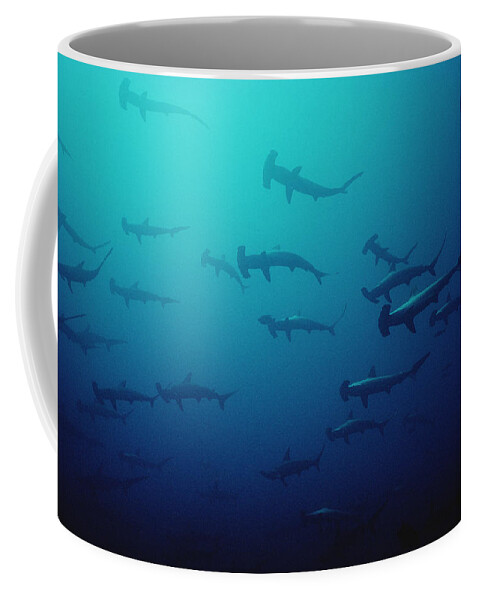 Feb0514 Coffee Mug featuring the photograph Scalloped Hammerhead Shark School Cocos #2 by Flip Nicklin