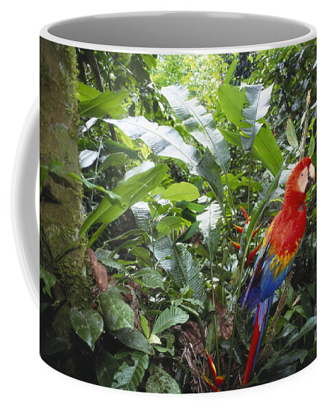 Full Length Coffee Mug featuring the photograph Scarlet Macaw by Art Wolfe