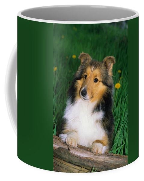 Animal Coffee Mug featuring the photograph Shetland Sheepdog #2 by Jeanne White