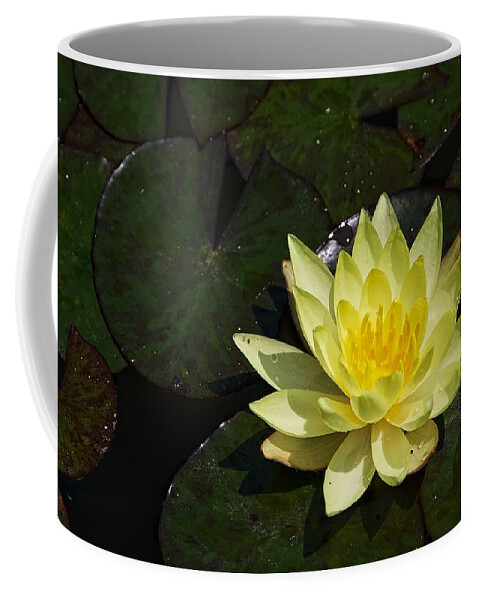 Water Lily Coffee Mug featuring the photograph Soaking up the Sun #2 by Dave Files