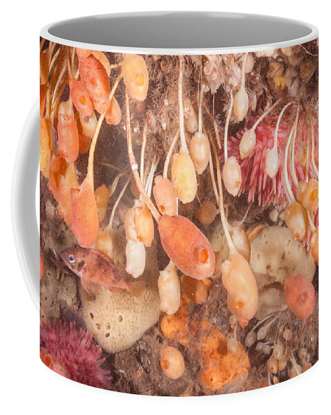 Stalked Tunicate Coffee Mug featuring the photograph Stalked Tunicates #2 by Andrew J. Martinez