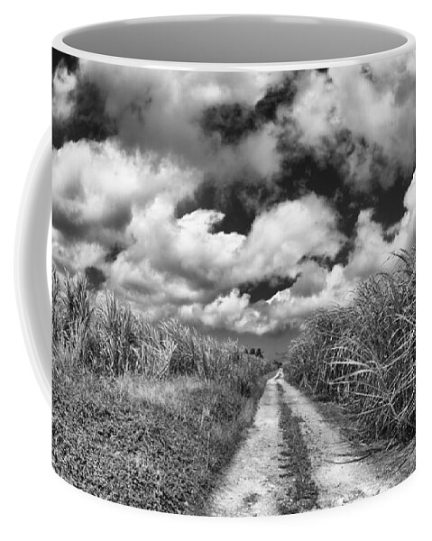 Barbados Coffee Mug featuring the photograph Sugarcane Fields #2 by Raul Rodriguez