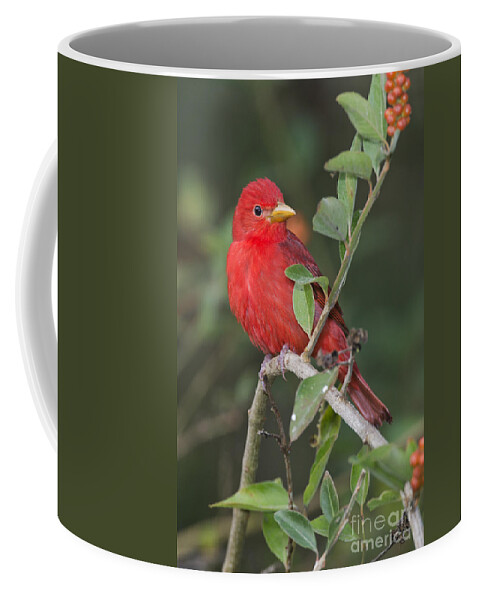 Summer Tanager Coffee Mug featuring the photograph Summer Tanager by Anthony Mercieca