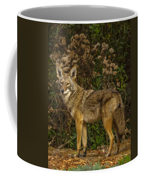 The Coyote Coffee Mug featuring the photograph The Coyote #1 by Ernest Echols