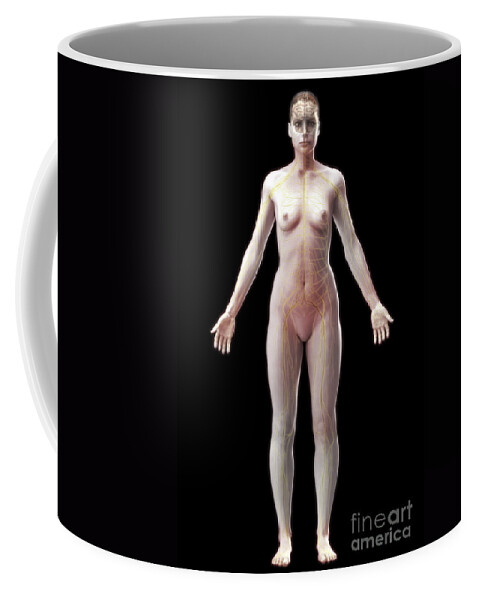 Frontal Cortex Coffee Mug featuring the photograph The Nervous System Female #2 by Science Picture Co