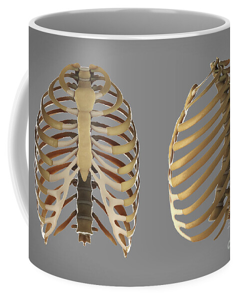 Anatomical Model Coffee Mug featuring the photograph Thoracic Cage #2 by Science Picture Co