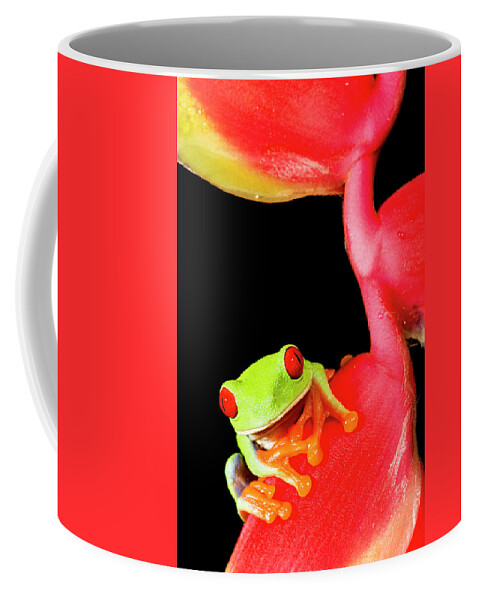Animal Themes Coffee Mug featuring the photograph Tropical Red-eyed Tree Frog Agalychnis #2 by Josh Miller