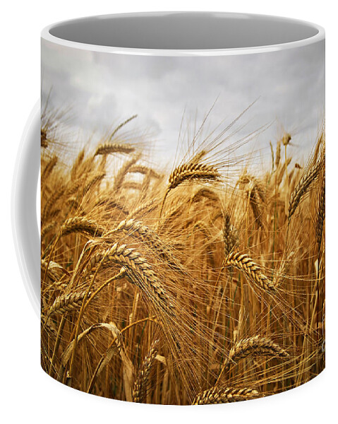 Wheat Coffee Mug featuring the photograph Wheat by Elena Elisseeva