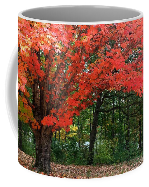Fall Coffee Mug featuring the photograph Fall Explosion of Color #20 by Kenny Glover