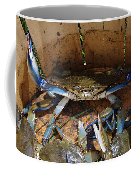 Blue Coffee Mug featuring the photograph 24 Crab Challenge by Greg Graham