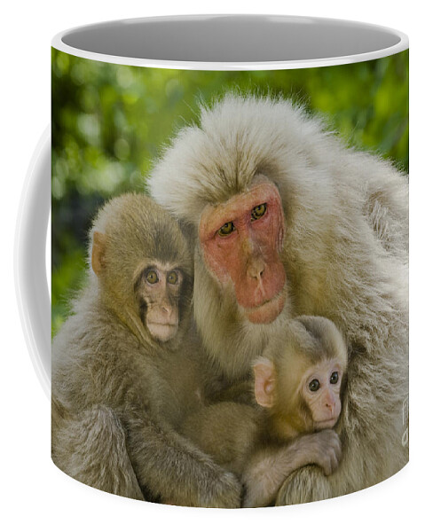 Asia Coffee Mug featuring the photograph Snow Monkeys, Japan #26 by John Shaw