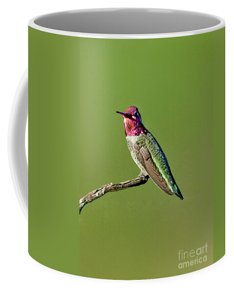 Animal Coffee Mug featuring the photograph Annas Hummingbird #27 by Anthony Mercieca