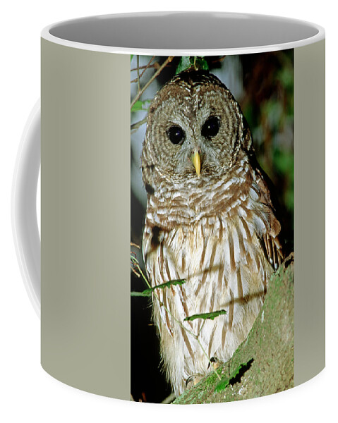 Barred Owl Coffee Mug featuring the photograph Barred Owl #27 by Millard H. Sharp