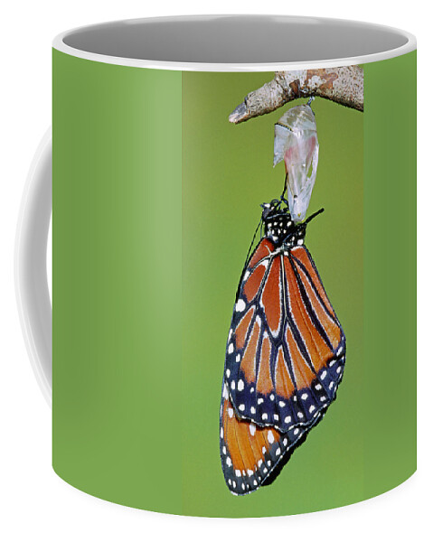 Butterfly Coffee Mug featuring the photograph Queen Butterfly #27 by Millard H. Sharp
