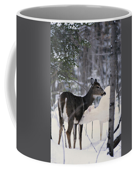 Nature Coffee Mug featuring the photograph Albino And Normal White-tailed Deer by Thomas & Pat Leeson