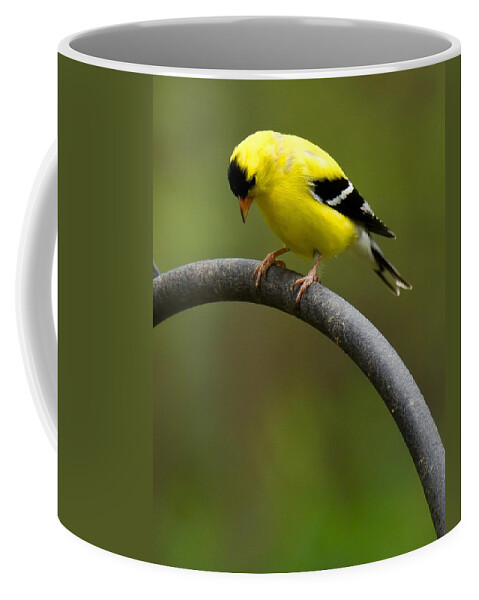 Goldfinch Coffee Mug featuring the photograph American Goldfinch #3 by Robert L Jackson