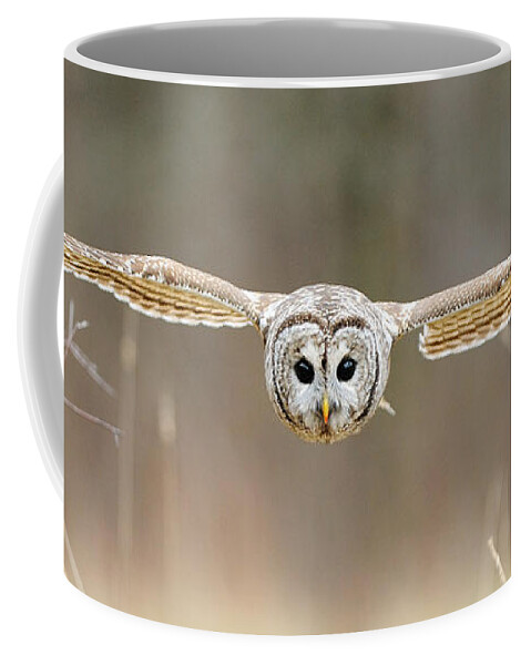Barred Owl Coffee Mug featuring the photograph Barred Owl In Flight #5 by Scott Linstead